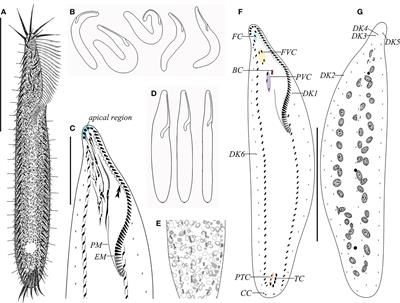 The description of a new brackish water ciliate species from China, Trachelostyla aestuarina n. sp., with a species key and biogeographic investigation for Trachelostyla (Ciliophora, Sporadotrichida)